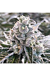 Auto Dolato Feminized (Canadian Seeds) Auto Dolato Feminized (Canadian Seeds)