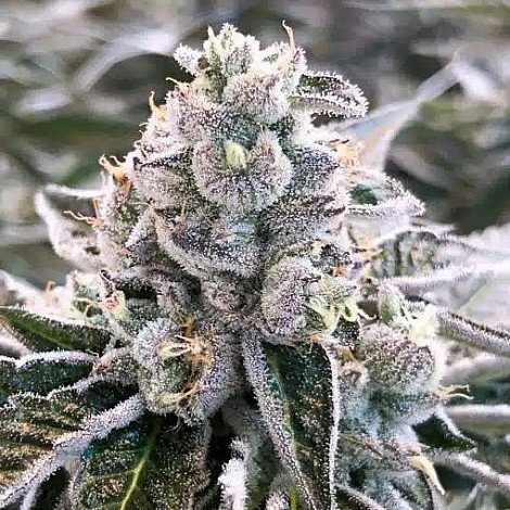 Семена конопли Auto Dolato Feminized (Canadian Seeds)