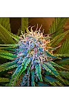 Auto Caramel Express Feminized (Canadian Seeds) Auto Caramel Express Feminized (Canadian Seeds)