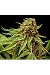 Auto Star Killer Feminized (Canadian Seeds)