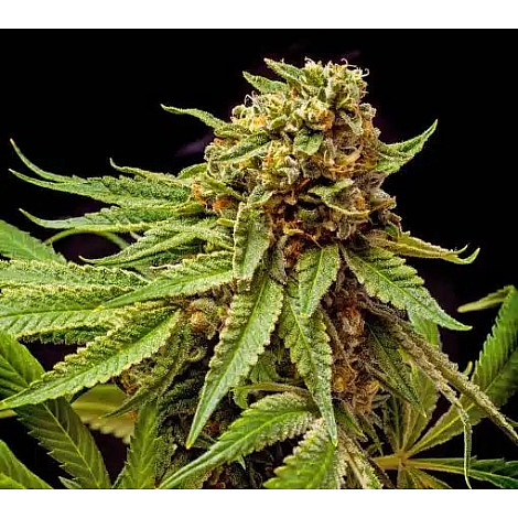 Насіння конопель Auto Star Killer Feminized (Canadian Seeds)