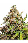 Fruity Pebbles Feminized (Canadian Seeds)