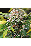 Auto Gold Leaf Feminized (Canadian Seeds) Auto Gold Leaf Feminized (Canadian Seeds)