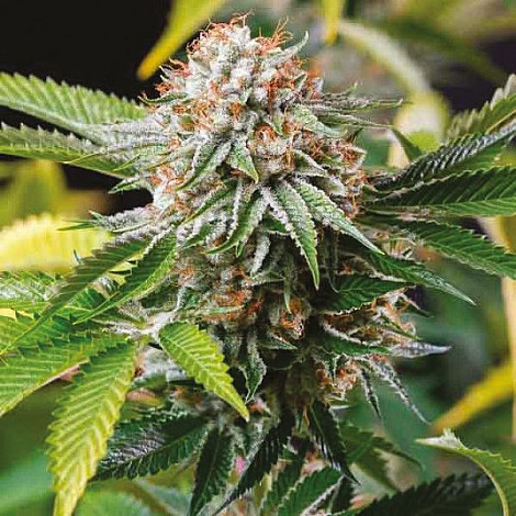 Auto Gold Leaf Feminized (Canadian Seeds) купить в Украине: фото, отзывы, описание