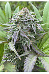 Auto Gorilla King Feminized (Canadian Seeds)