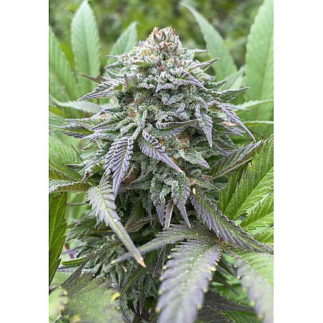 Насіння конопель Auto Gorilla King Feminized (Canadian Seeds)