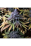 Granddaddy Purple Feminized (Canadian Seeds) Granddaddy Purple Feminized (Canadian Seeds)