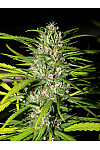 Auto Canadian Haze Feminized (Canadian Seeds) Auto Canadian Haze Feminized (Canadian Seeds)
