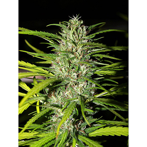 Auto Canadian Haze Feminized (Canadian Seeds) купить в Украине: фото, отзывы, описание