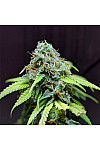 Auto Bubba Kush Feminized (Canadian Seeds)