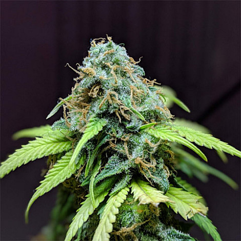 Auto Bubba Kush Feminized (Canadian Seeds) купить в Украине: фото, отзывы, описание