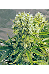 Auto Killer Feminized (Canadian Seeds) Auto Killer Feminized (Canadian Seeds)