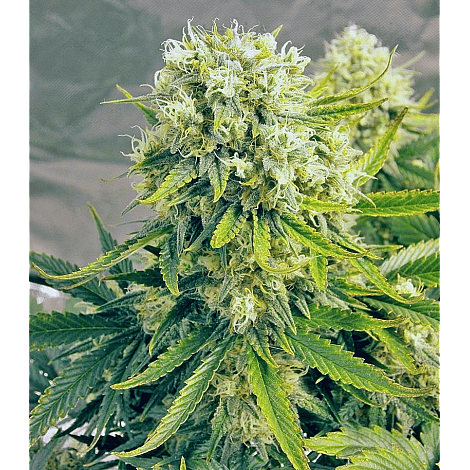 Auto Killer Feminized (Canadian Seeds) купить в Украине: фото, отзывы, описание