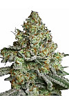 Auto Lava Cake Feminized (Canadian Seeds)