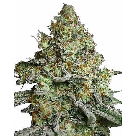 Семена конопли Auto Lava Cake Feminized (Canadian Seeds)