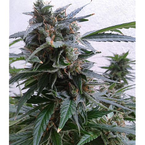 Насіння конопель Auto Magnum Feminized (Canadian Seeds)