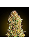 Auto Mimosa Feminized (Canadian Seeds) Auto Mimosa Feminized (Canadian Seeds)