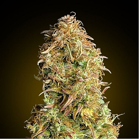 Auto Mimosa Feminized (Canadian Seeds) купить в Украине: фото, отзывы, описание