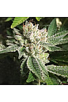 Auto Original Glue Feminized (Canadian Seeds)