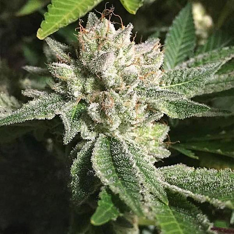 Семена конопли Auto Original Glue Feminized (Canadian Seeds)