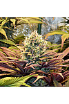 Auto Pineapple Kush Feminized (Canadian Seeds)