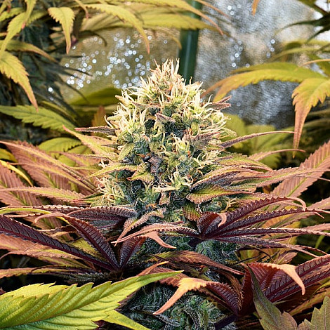 Насіння конопель Auto Pineapple Kush Feminized (Canadian Seeds)