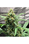 Auto Santa Maria Feminized (Canadian Seeds)