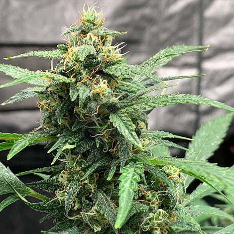 Насіння конопель Auto Santa Maria Feminized (Canadian Seeds)