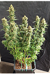 Auto Elephant Feminized (Canadian Seeds)