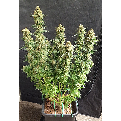 Auto Elephant Feminized (Canadian Seeds) купить в Украине: фото, отзывы, описание