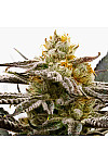Sugar Black Rose Feminized (Canadian Seeds) Sugar Black Rose Feminized (Canadian Seeds)