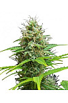 Auto Sweet Candy Feminized (Canadian Seeds)