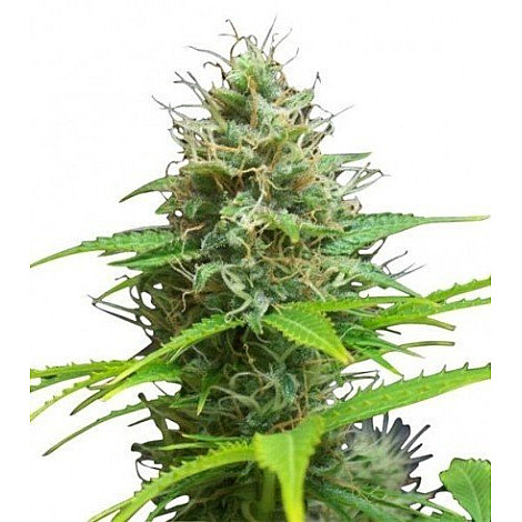 Auto Sweet Candy Feminized (Canadian Seeds) купить в Украине: фото, отзывы, описание