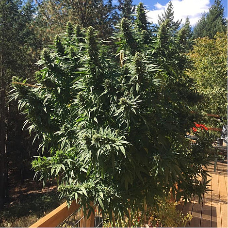 Насіння конопель Tyson Feminized (Canadian Seeds)