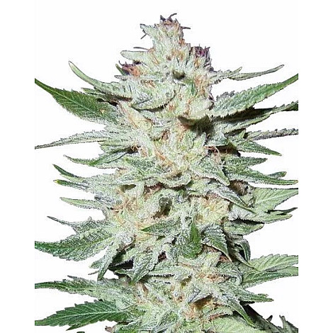 Насіння конопель Auto White Rhino Feminized (Canadian Seeds)