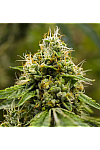 White Strawberry Feminized (Canadian Seeds)