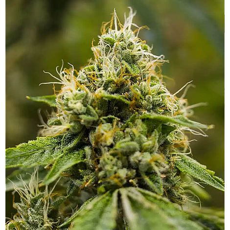 Семена конопли White Strawberry Feminized (Canadian Seeds)