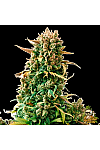 8 Ball Kush Feminised 8 Ball Kush Feminised