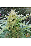 Afghan Kush Feminised
