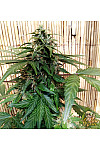 Amnesia Gold Feminised