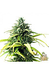 Gagarin Haze Feminised Gagarin Haze Feminised