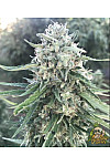 White Widow Feminised White Widow Feminised