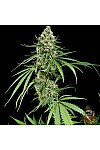 White Widow x Jack Herer Feminised