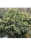 Big Bud Big Bud