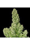 Skunk Skunk