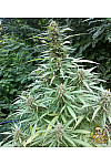 Super Skunk
