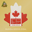 Насіння конопель Agent Orange Feminized (Canadian Seeds) Насіння конопель Agent Orange Feminized (Canadian Seeds)