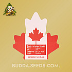 Насіння конопель Auto Afghan Express Feminized (Canadian Seeds)