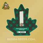 Насіння конопель Auto Afghan Express Feminized (Canadian Seeds)