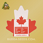 Семена конопли Auto Animal Cookies Feminized (Canadian Seeds) Семена конопли Auto Animal Cookies Feminized (Canadian Seeds)